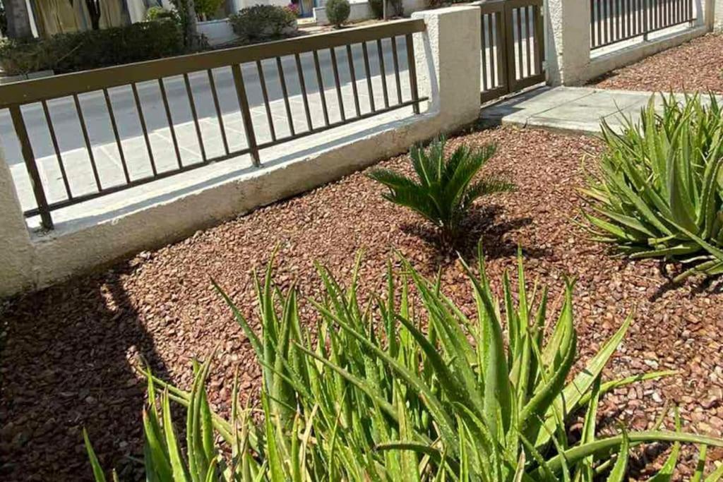 Dalia 9 Lägenhet Paphos Exteriör bild